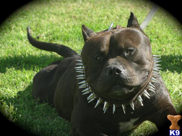 Stud Dogs in CA